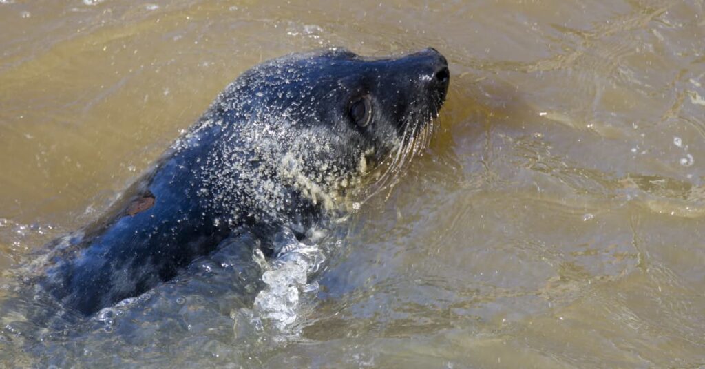 Finland restricts hunting area for Baltic ringed seals, approves increased quota | Yle News