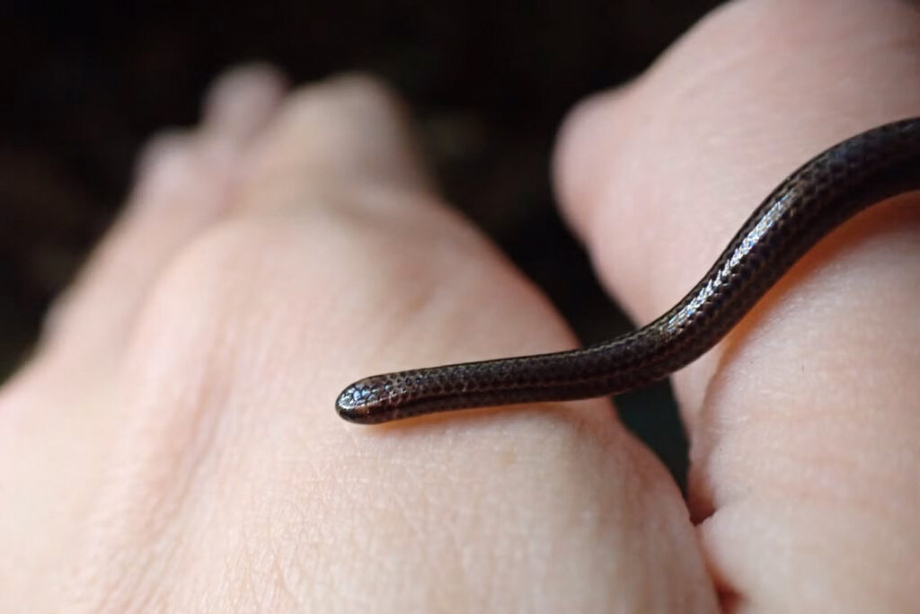 This handout photo obtained on July 25, 2025, courtesy of Re:wild shows a Barbados threadsnake in March 2025. A snake so small it could be mistaken for a worm has been spotted in Barbados, nearly two decades after it was thought to have been &ldquo;lost&ldquo; to science. The Barbados threadsnake (Tetracheilostoma carlae) was found hiding under a rock in central Barbados during an ecological survey in March 2025 by the Barbados Ministry of the Environment and National Beautification and Re:wild, a conservation group.