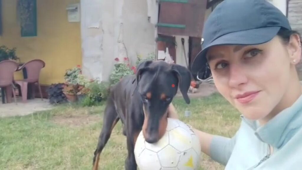 Pattu, the Doberman rescued in Chennai, finds forever home 7,200 km away in Prague Pattu, the Doberman rescued in Chennai, finds forever home 7,200 km away in Prague