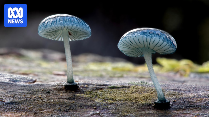 Australian native fungi spring to life during colder, wetter months Australian native fungi spring to life during colder, wetter months