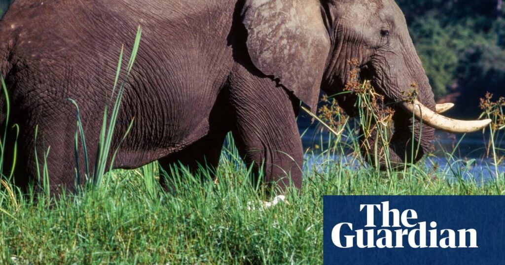 Two tourists from UK and New Zealand killed by elephant, Zambian police say | Zambia