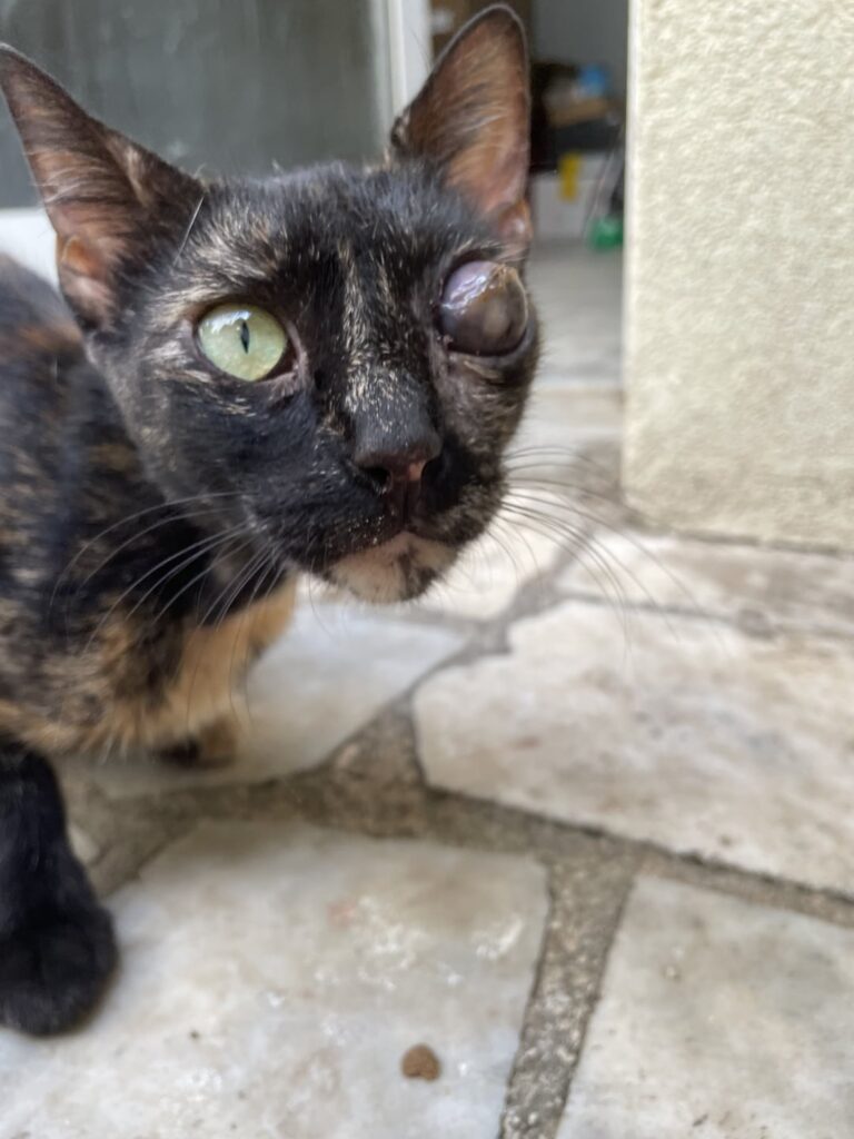 One of the lumpy kittens I come with his eye today ... what do I have to do