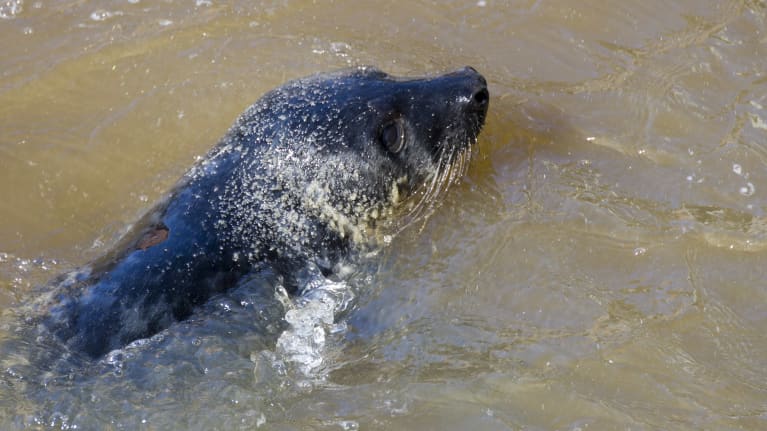 A seal swimming.