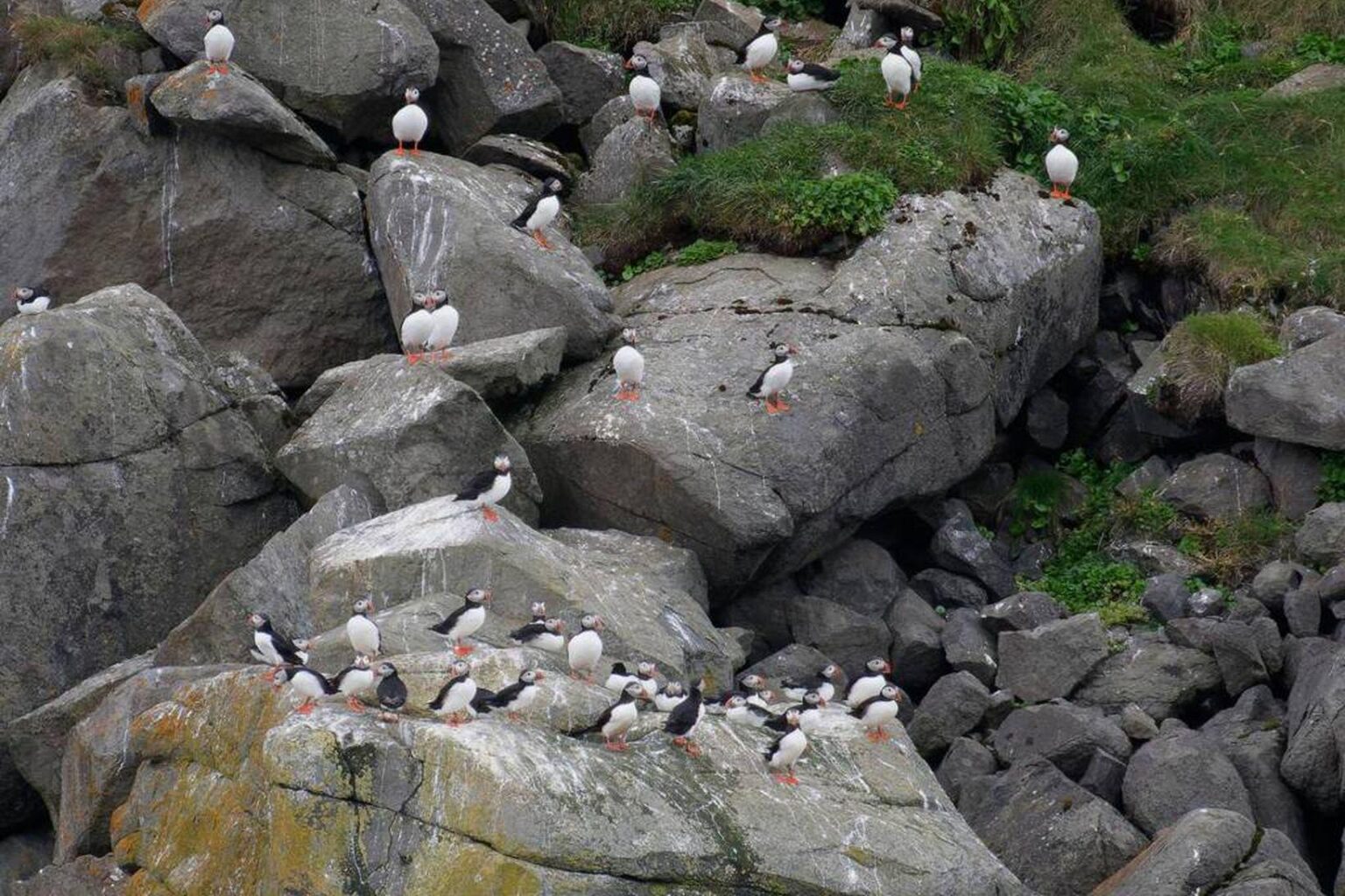 The puffin started to lay in Hrísey