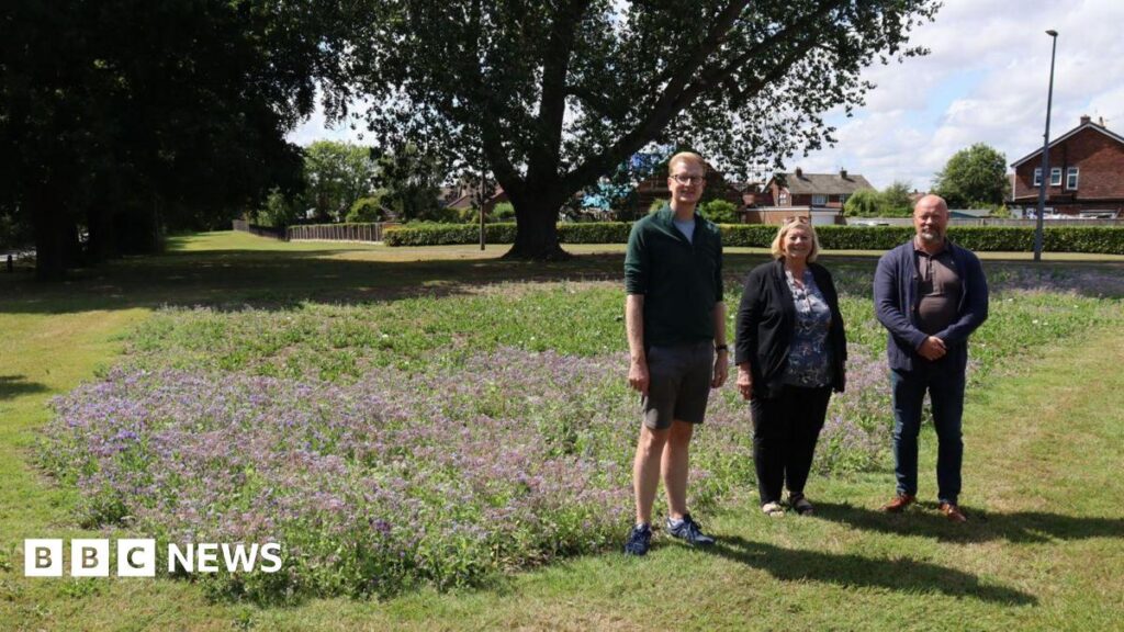 Wildflowers planted for £75 as council quotes £2k