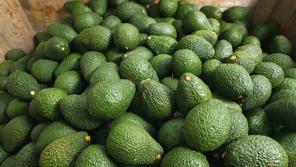 New Zealand avocado exports rise despite slight revenue dip