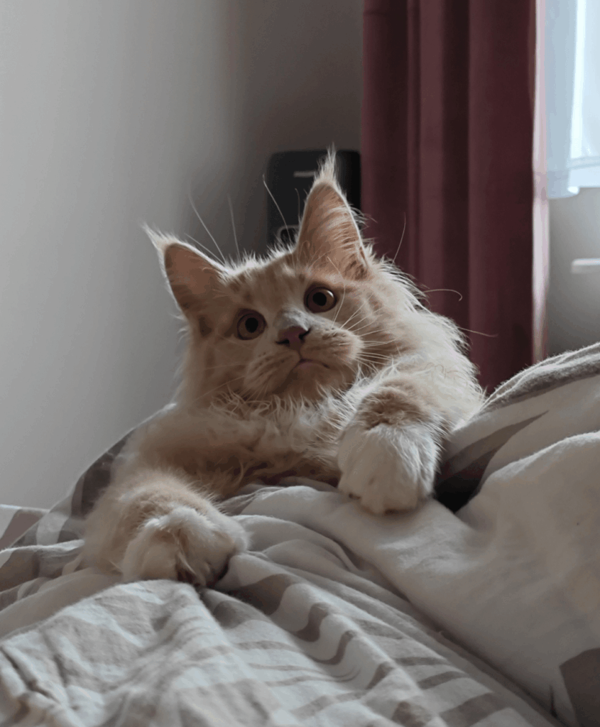 What wet food do you give to your cats?