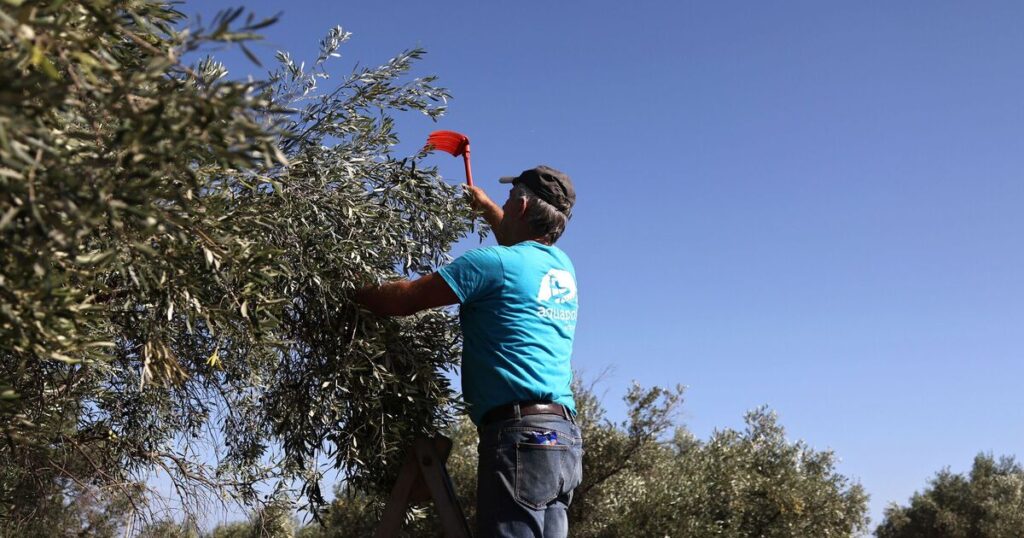 Chaos in Greece as olive oil crisis threatens huge shortage | World | News Chaos in Greece as olive oil crisis threatens huge shortage | World | News