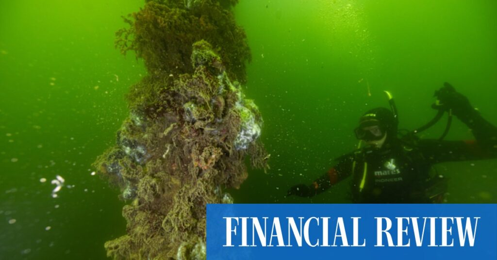 Diving into South Australia’s algal bloom and marine collapse