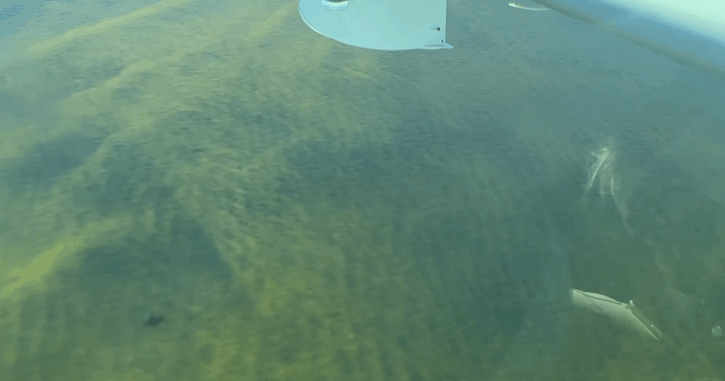 Sanibel's water quality crucial to economy, Everglades restoration underway | News