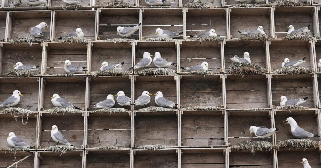 Norway Seabirds | National Sports
