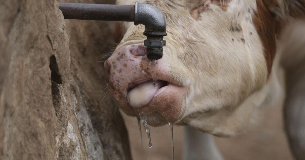 Water tanks replace springs on a Serbian mountain as drought endangers some 1,000 cows and horses | National News Water tanks replace springs on a Serbian mountain as drought endangers some 1,000 cows and horses | National News