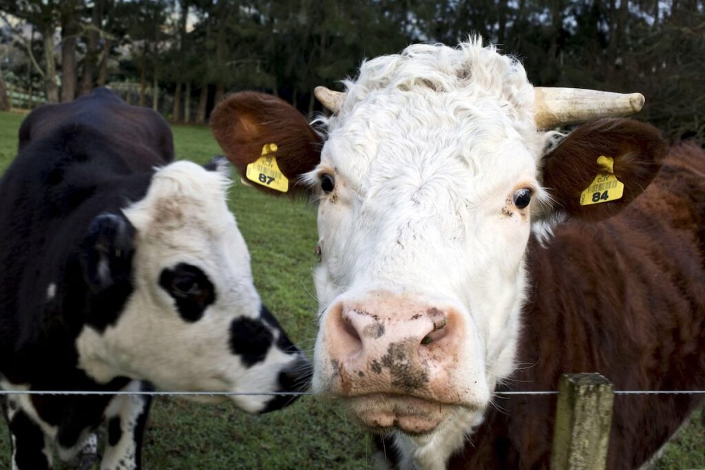 Canada shores up New Zealand trade with dairy concessions in face of U.S. pressure
