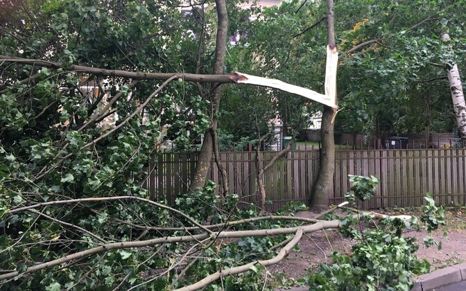 Stormy weather damaging more trees in Estonia | News