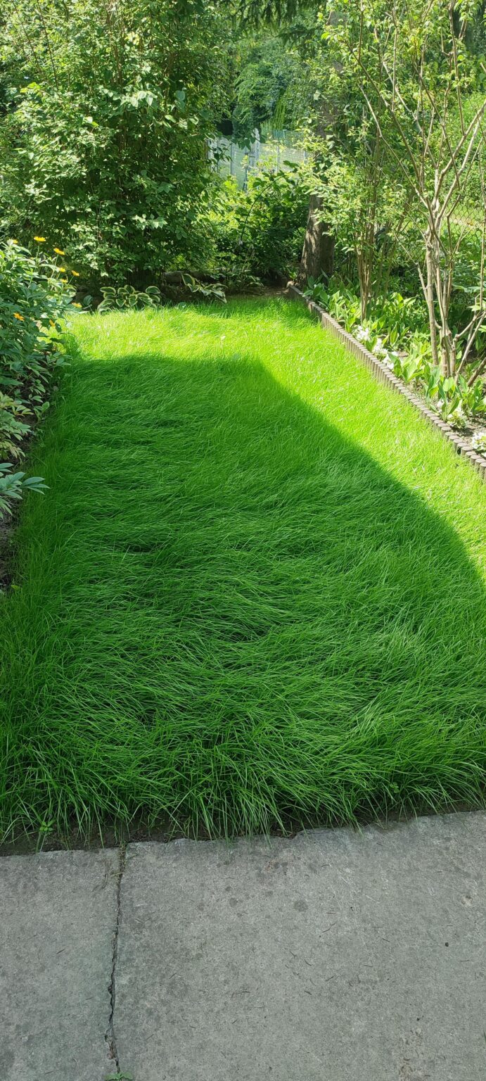 I sowed the lawn (part 2)