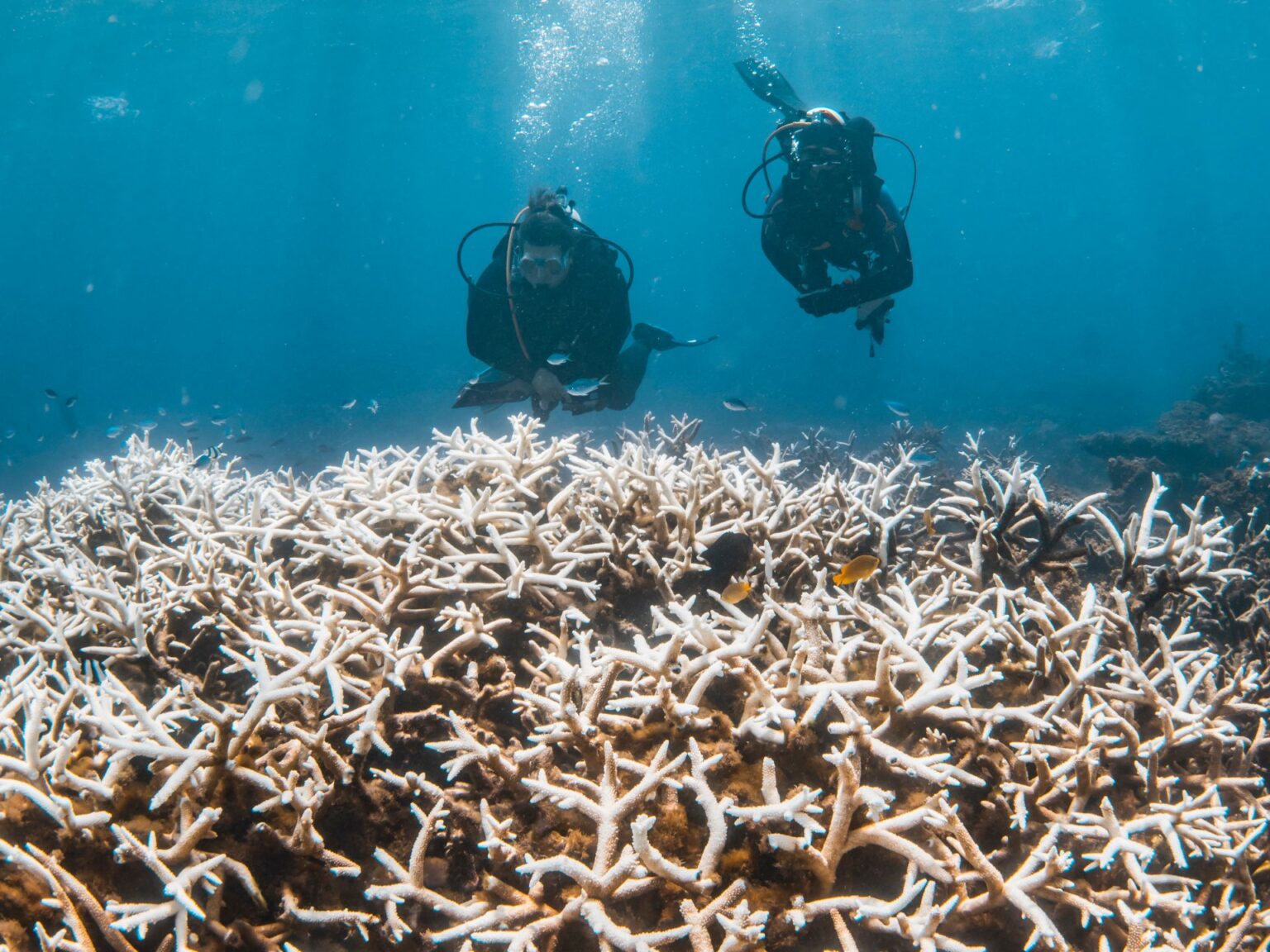 The Take: What would happen if coral reefs disappeared? | Environment News