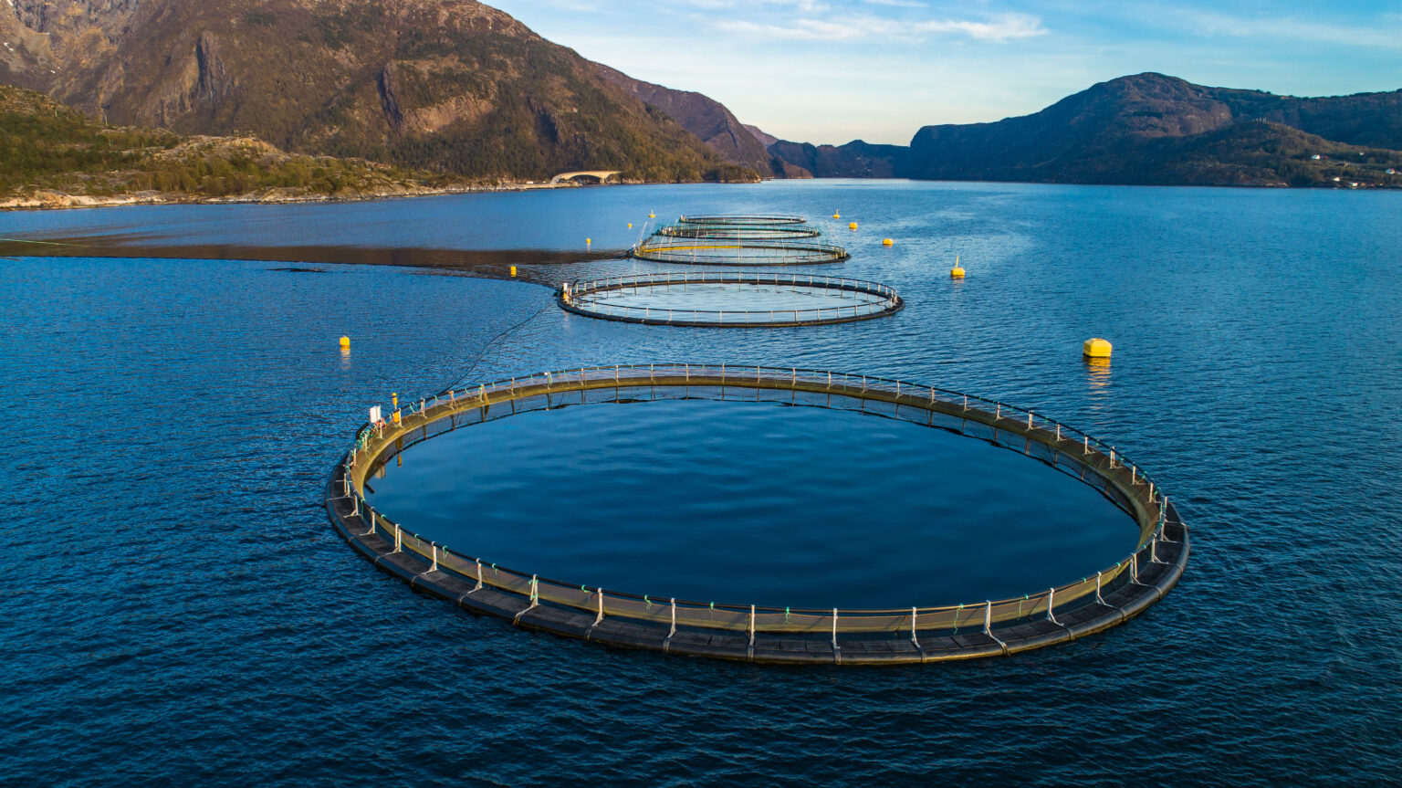 Norway, Scottish salmon spot prices in summer freefall, Chile holds steady
