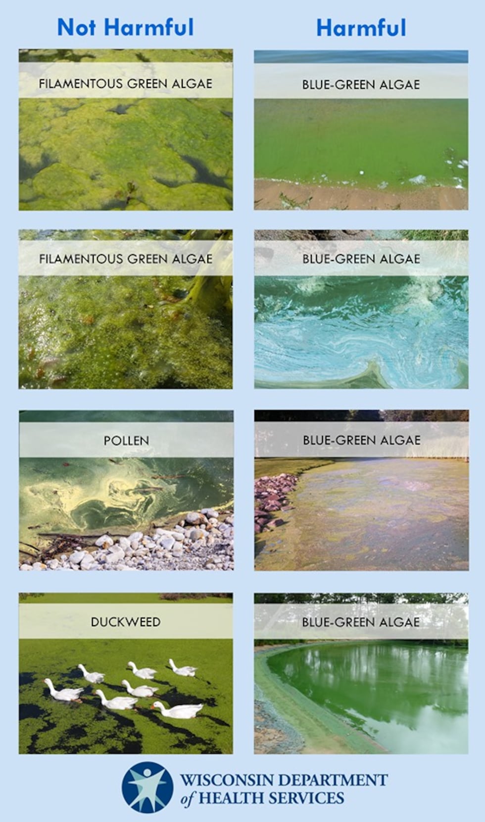 Type of algae
