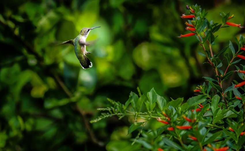 Aestian Island in Poland’s Vistula Lagoon: A New Bird Paradise and Tourism Attraction in the Baltic Sea Aestian Island in Poland’s Vistula Lagoon: A New Bird Paradise and Tourism Attraction in the Baltic Sea