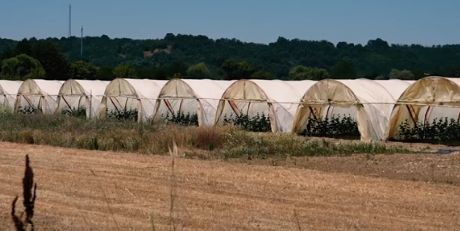 Under the heat dome: How are workers in Kosovo coping with high temperatures?