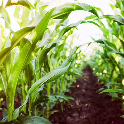 Study shows corn farming a major driver for U.S. economy