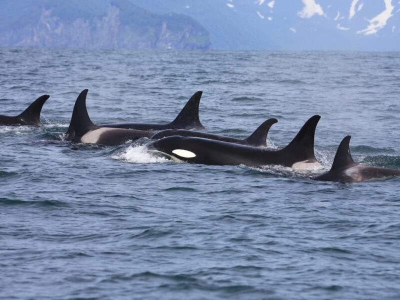 Wild orcas offer food to humans — What are they trying to tell us?