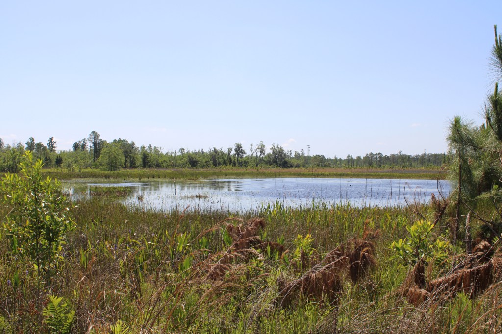 Florida has a new plan to offset environmental impacts of development