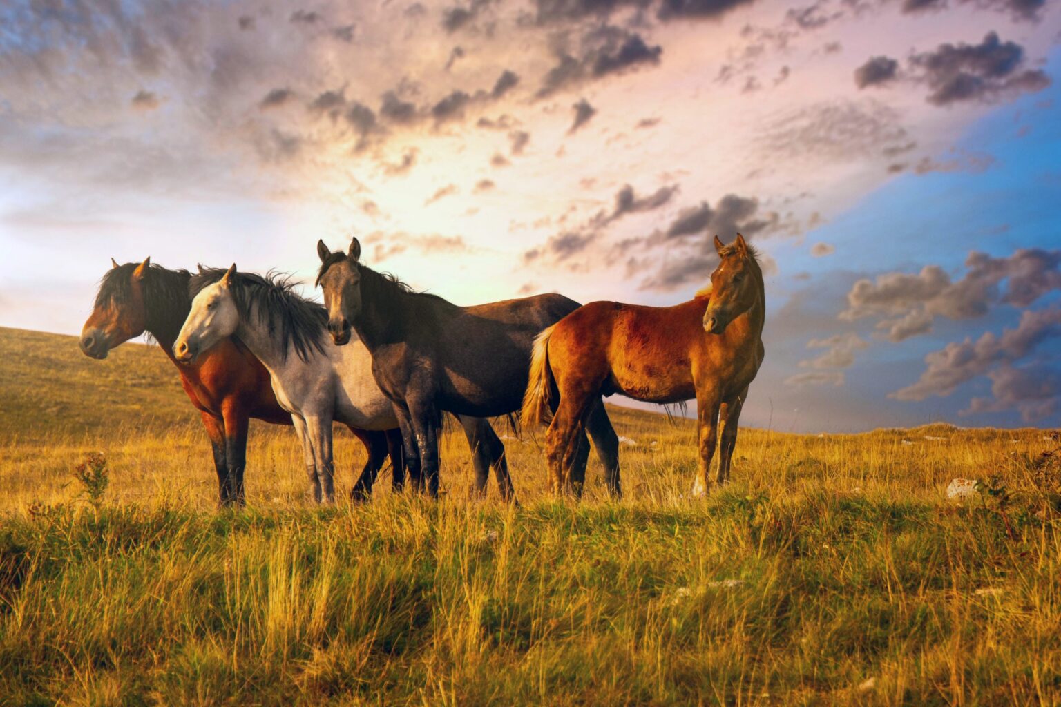 Bosnian Mountain Horse: From Oblivion To Survival With The Help Of Enthusiasts And Experts
