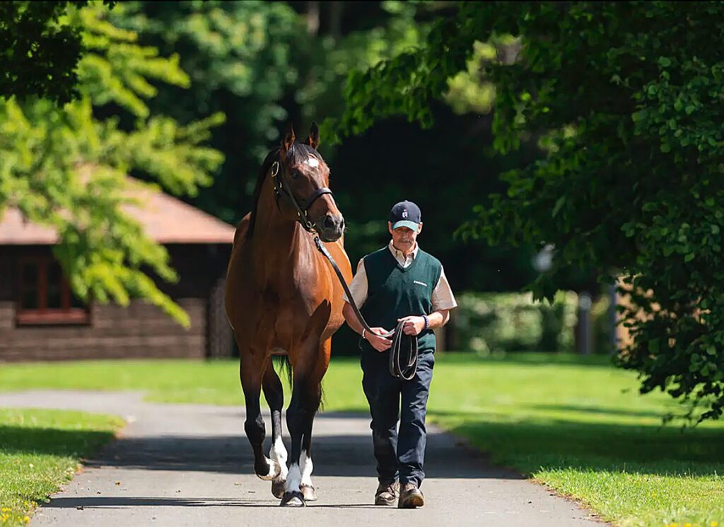 National Stakes Entry New Zealand Digs Deep for Curragh Maiden Triumph