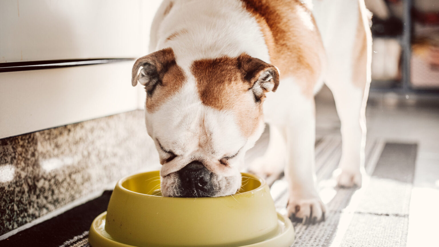 Study Links Dog Breed, Environment To Canine Obesity – Texas A&M Stories