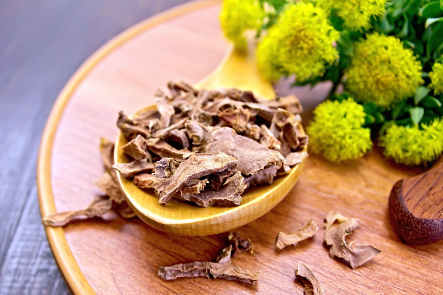 Rhodiola rosea, commonly called ‘golden root’ or ‘Arctic root’  Image Credit: kostrez / Shutterstock.com