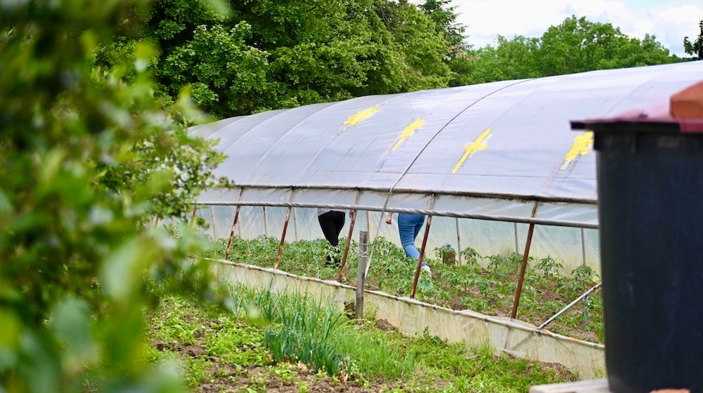 The legs of two women are visible walking among young plants underneath a greenhouse cover.