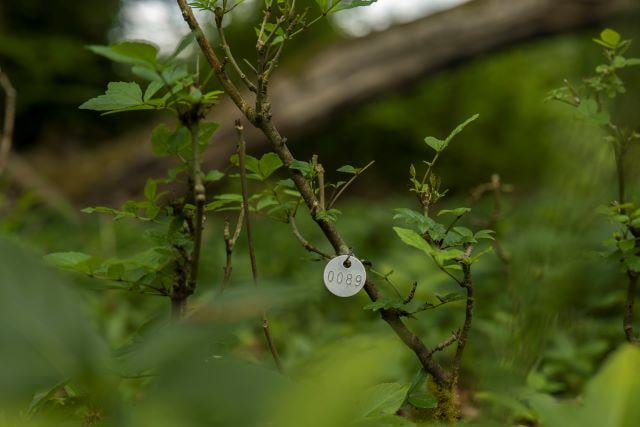 British ash woodland is evolving resistance to ash dieback
