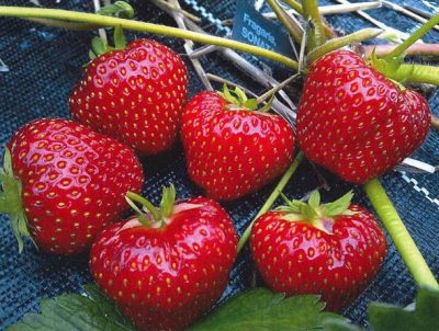 Norwegians strawberries lose some of their flavour and flair