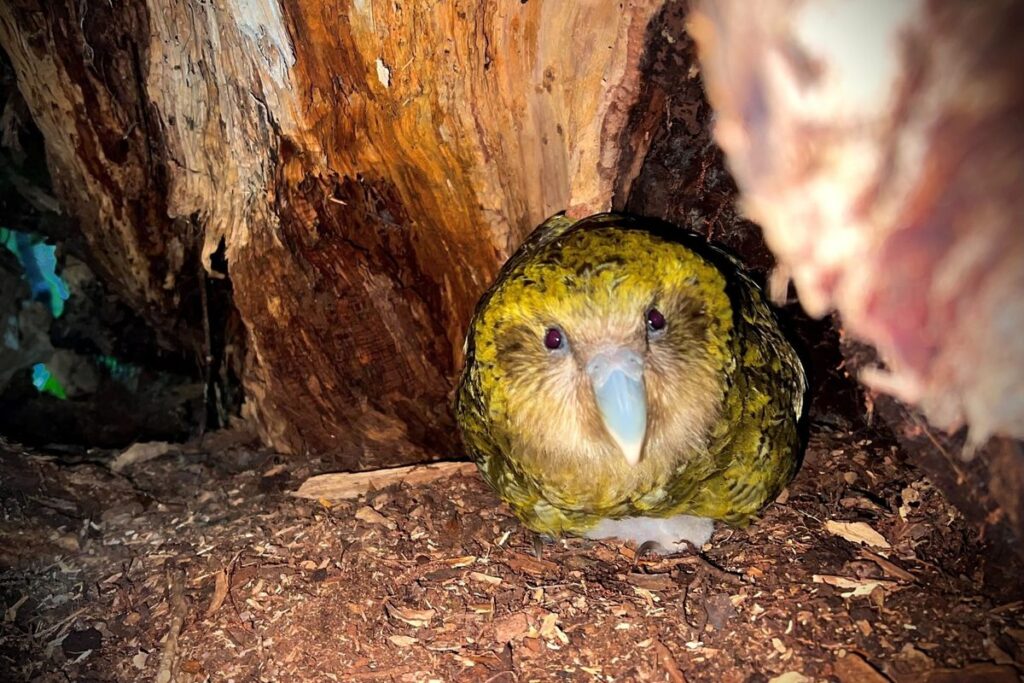 Strange bird from New Zealand set for rare breeding event as 'blood' tree fruits