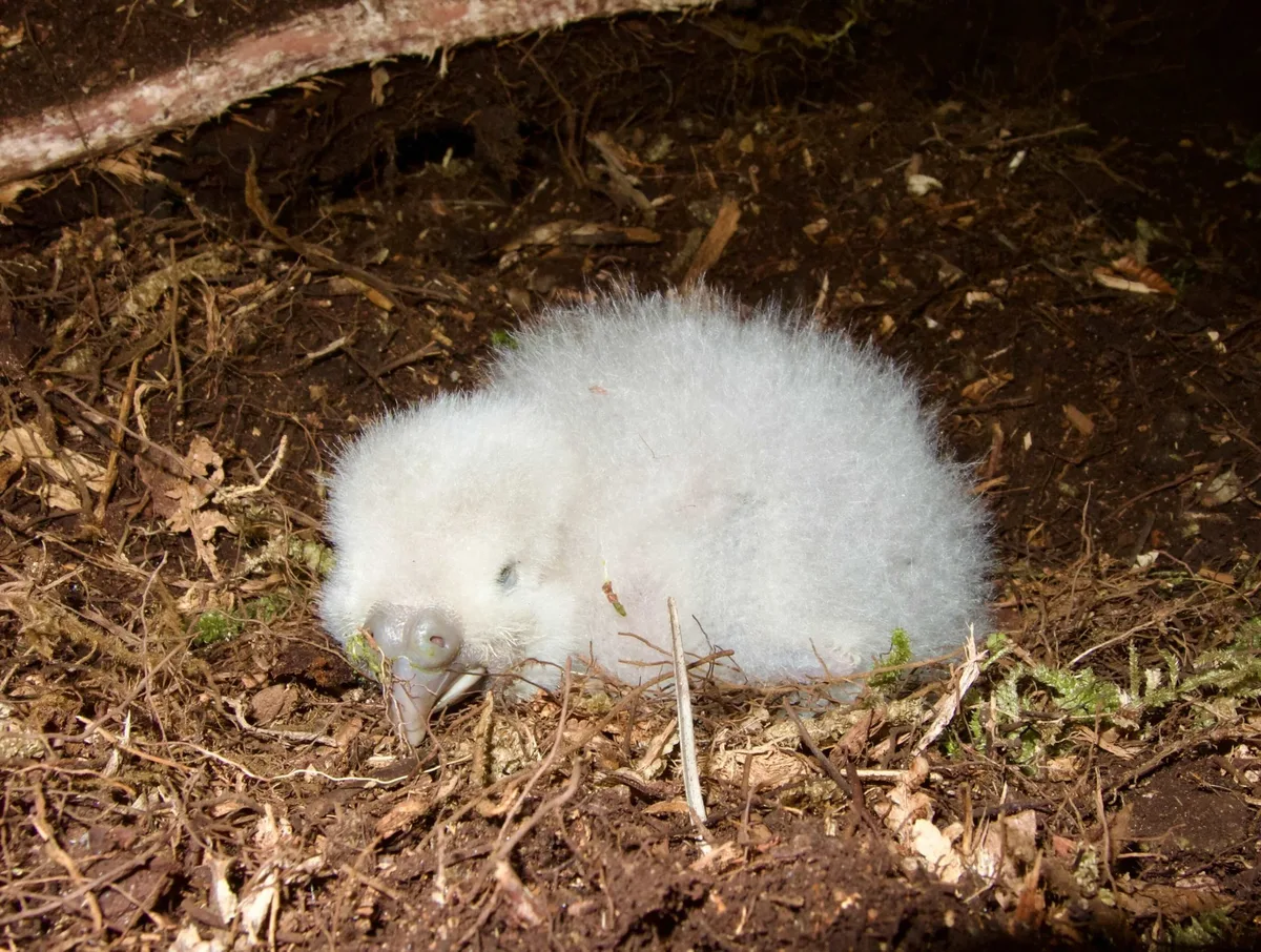 Kakapo chick