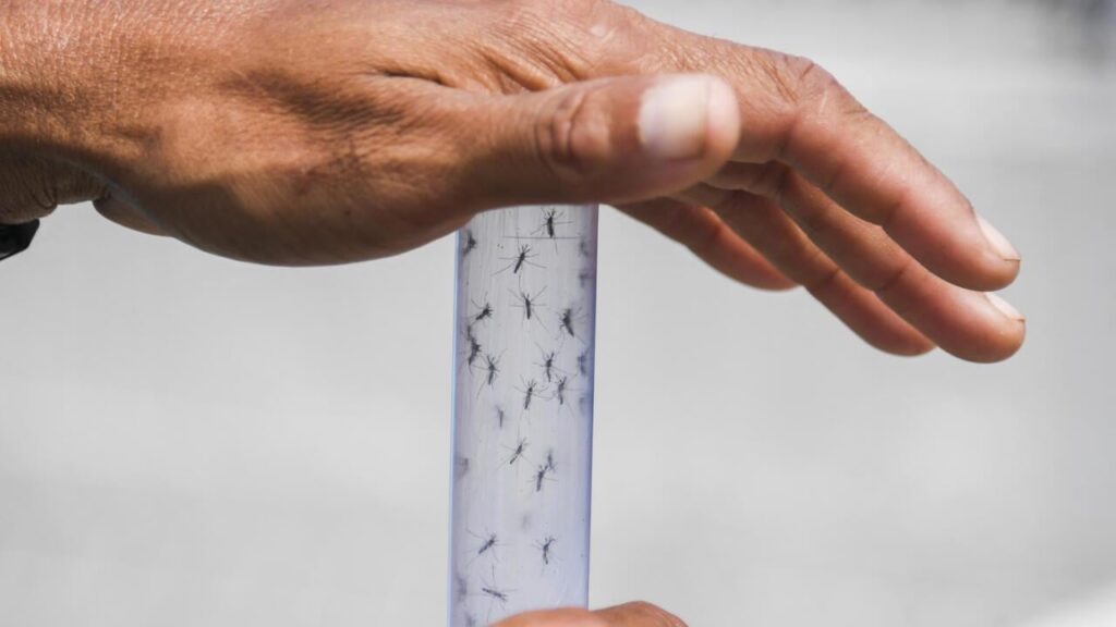 Dengue and chikungunya may soon be endemic in Europe due to global warming