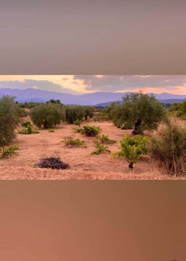 Sunset in the olive groves of La Para
