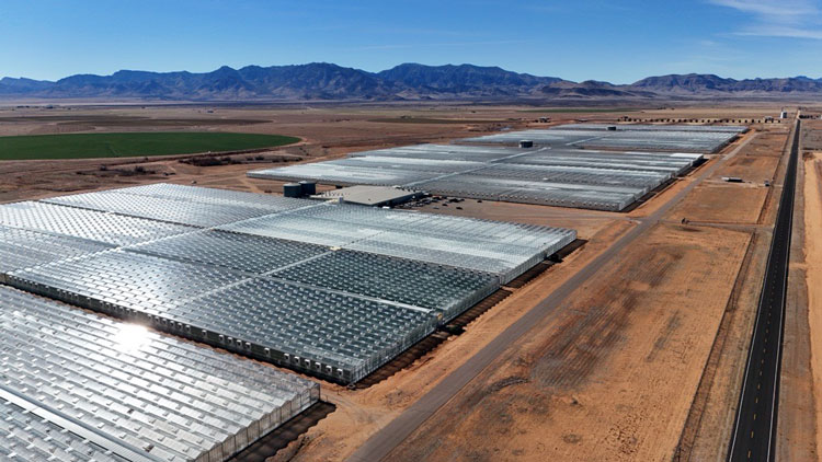 Trump's tomato tariffs spark concern for Arizona growers and economy