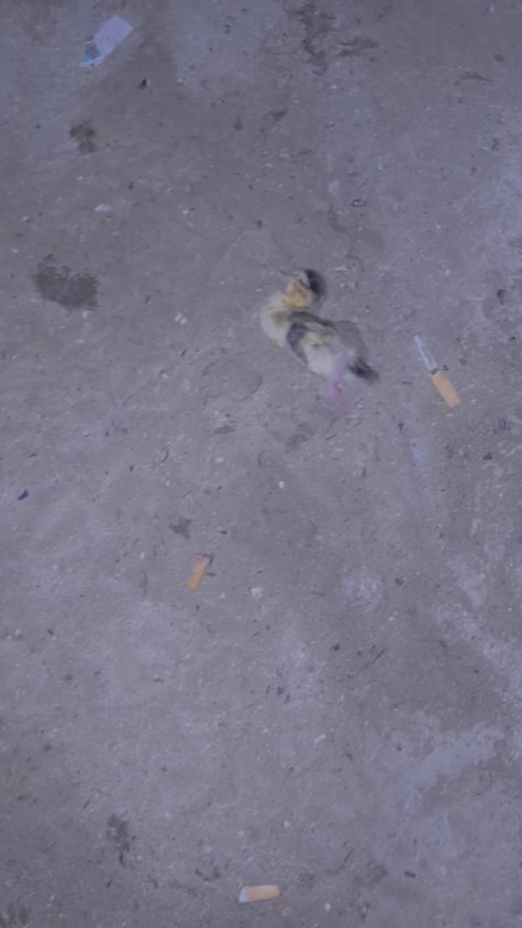 How to help a dying duck in Gozo??