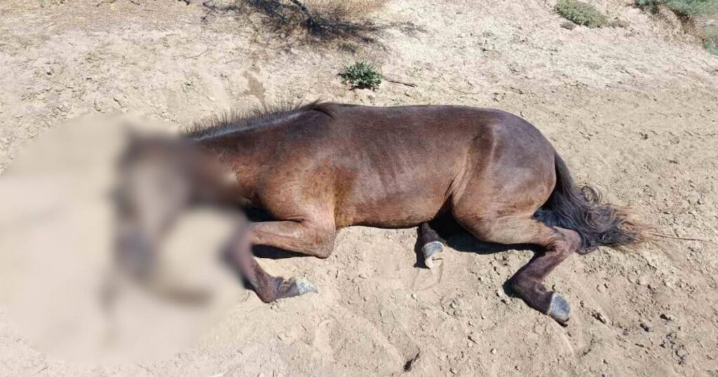 The wild horses of Evros die from water scarcity - harsh pictures