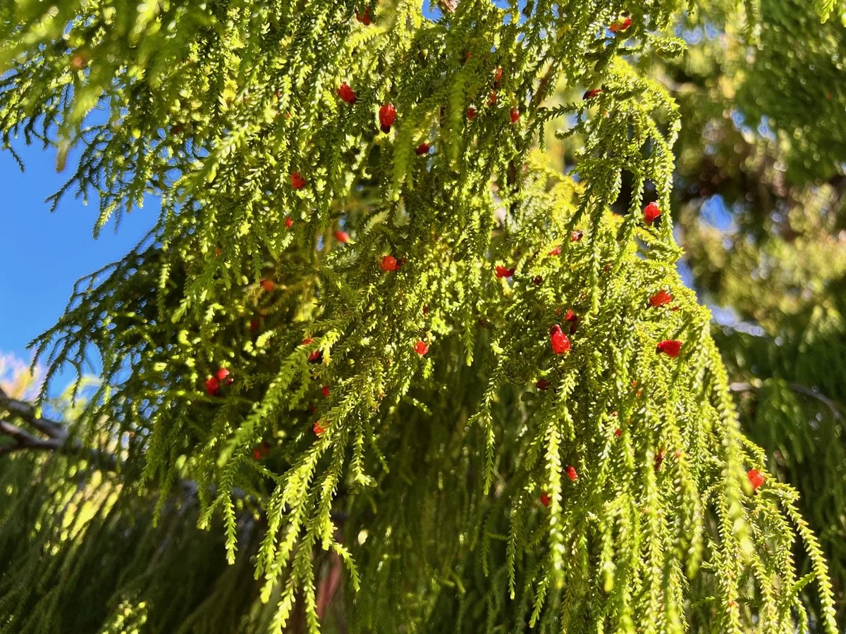 Rimu tree