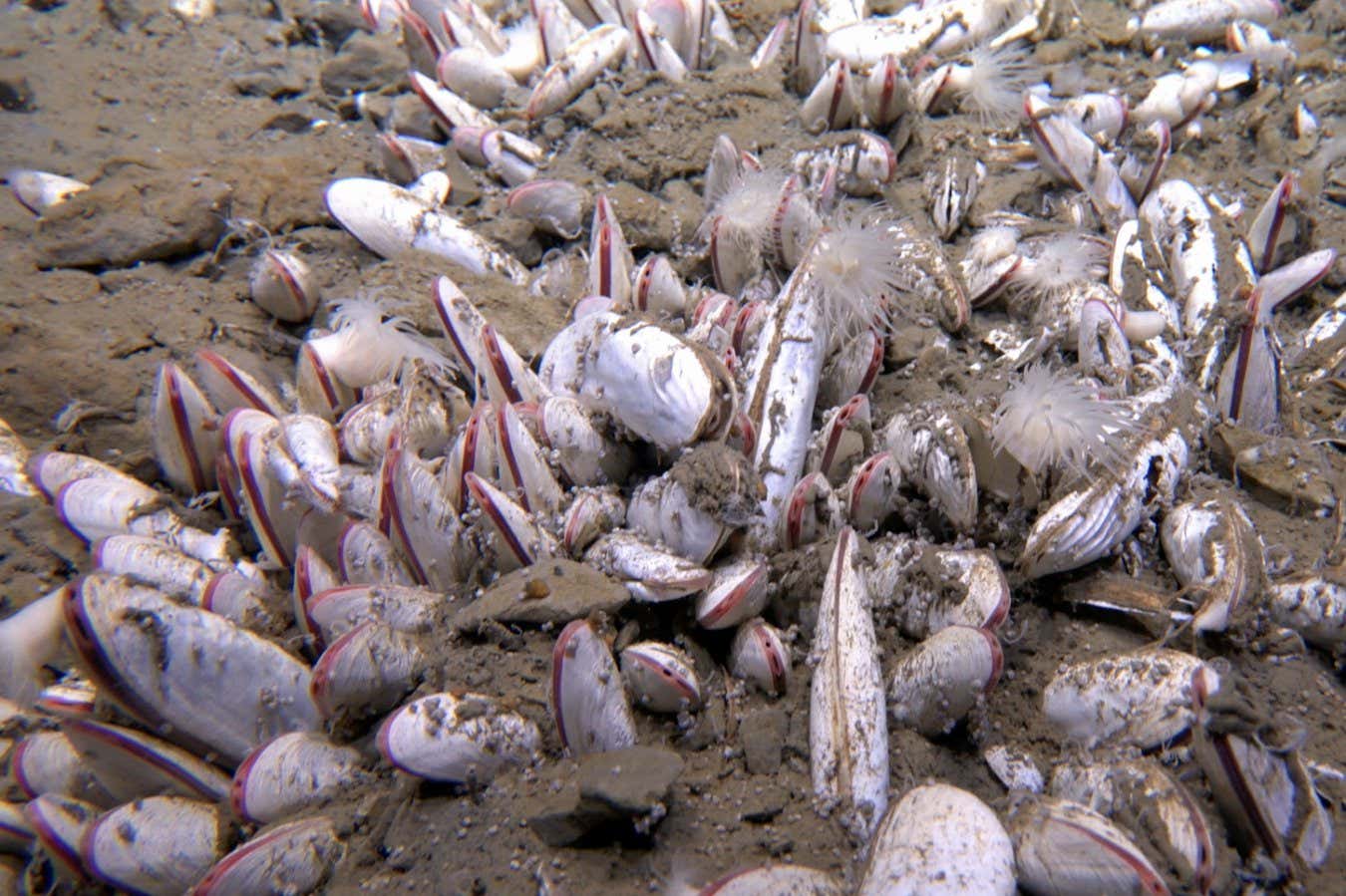 Bivalve molluscs from the environment