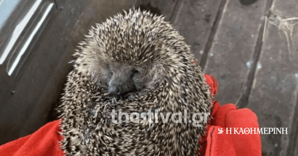 Thessaloniki: 11 hedgehogs were preserved that was probably intended for eating