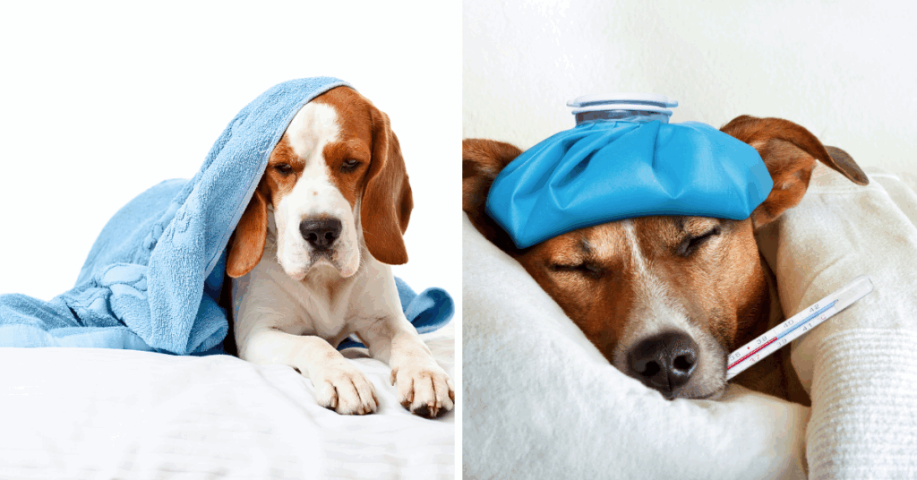 Malta Launches After-Hours Emergency Vet Service For Pet Owners Article Featured Image
