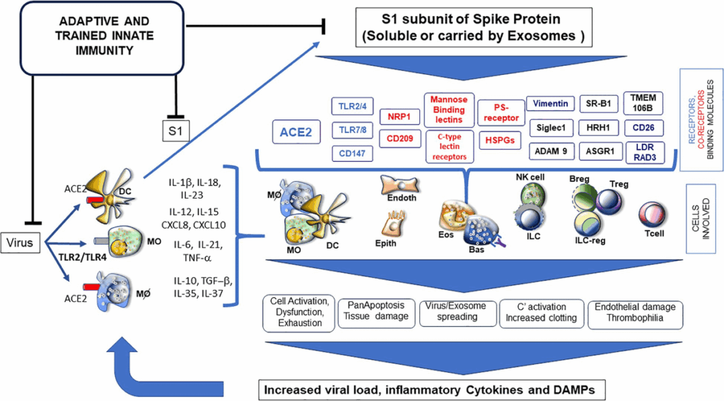 Soluble SARS-CoV-2 Spike glycoprotein: considering some potential pathogenic effects