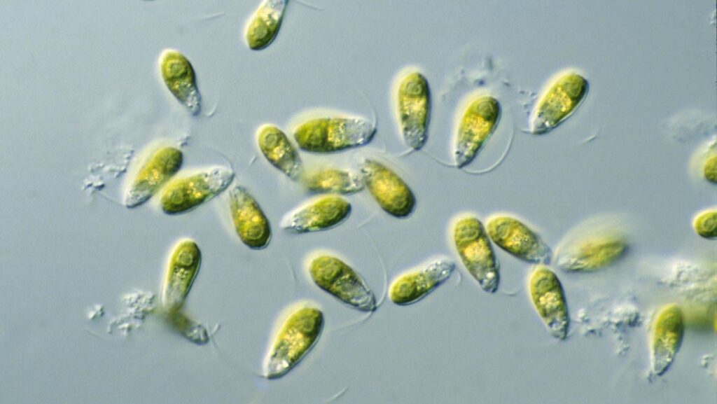 A 3-D printed, plastic beaker could help algae grow on Mars - Algae could make bioplastics to craft sustainable habitats for future humans