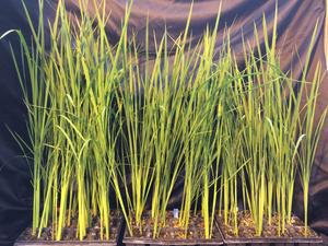 Moon-Rice: Developing the perfect crop for space-bases