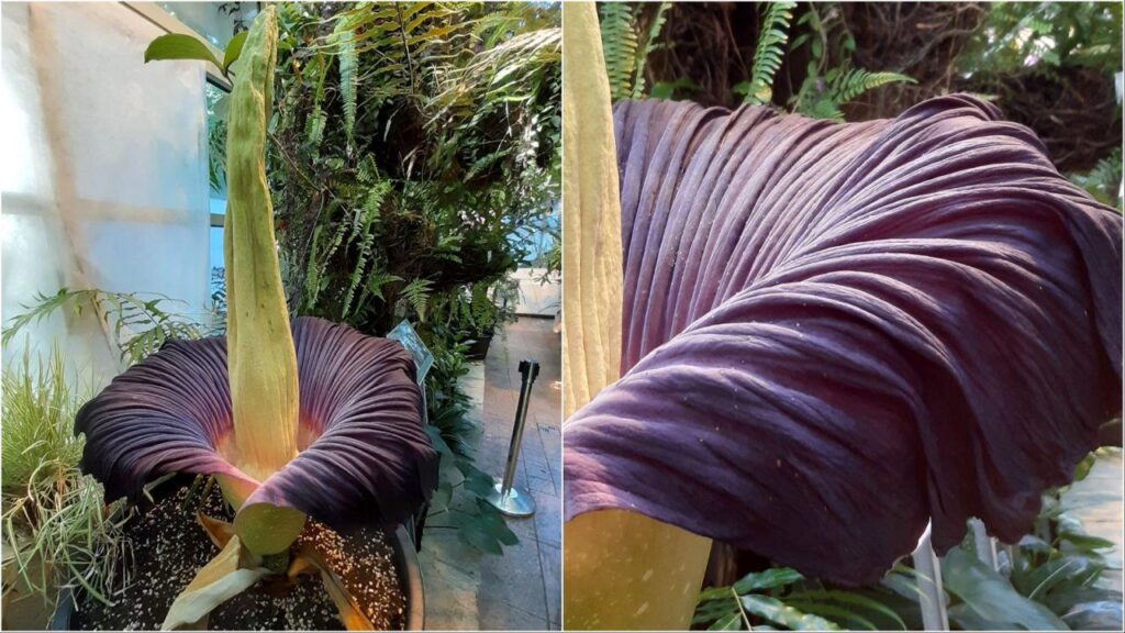 Rare ‘corpse flower’ set to bloom in Warsaw