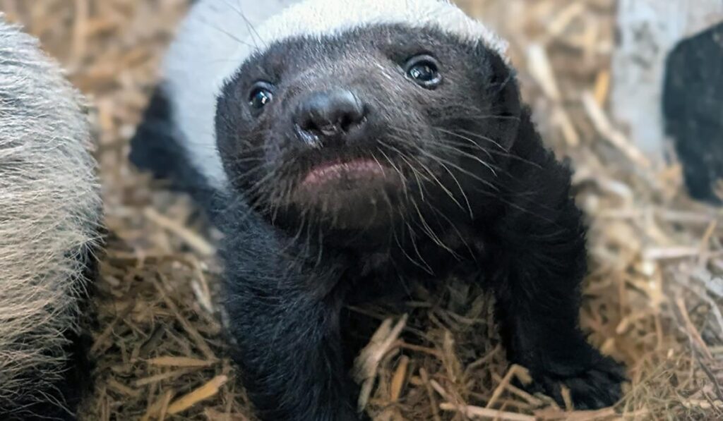 Exmoor Zoo welcomes first honey badger born in the UK for 20 years - and only the second ever